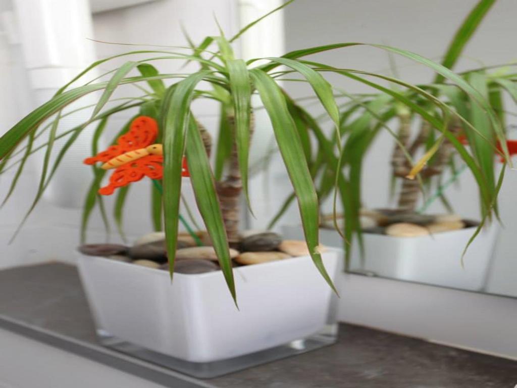 Le Corail Suites Hotel Tunisi Esterno foto